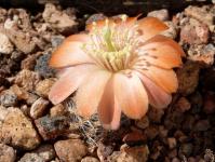 Thumbnail of 1978_Rebutia pygmaea mudanensis_20160509(1).JPG